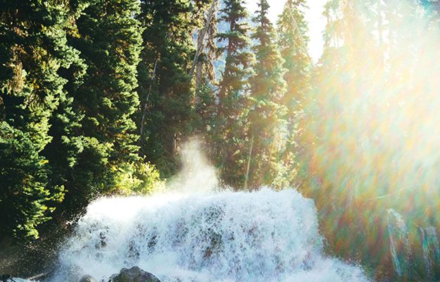 Fresh Pine Web Image Product Page.jpg