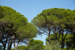 Hygienics's Mediterranean Forest Fragrance